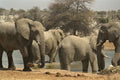 408067 Elephants In The Pool A4 Photo Print