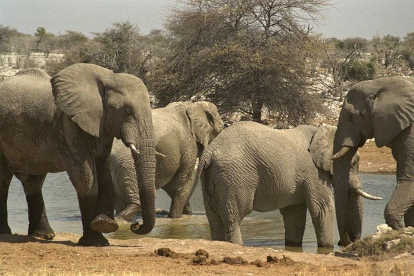 408067 Elephants In The Pool A4 Photo Print