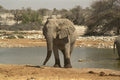 408068 Elephant With Mud Socks A4 Photo Print