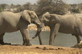 408069 Elephants Drinking At A Watering Place A4 Photo Print