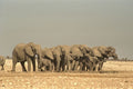 408070 Salute Elephants A4 Photo Print