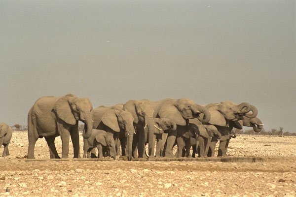 408070 Salute Elephants A4 Photo Print