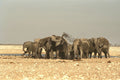 408071 Bathing In Mud A4 Photo Print