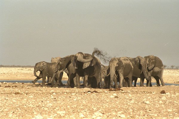 408071 Bathing In Mud A4 Photo Print