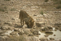 408072 Lion Drinking A4 Photo Print