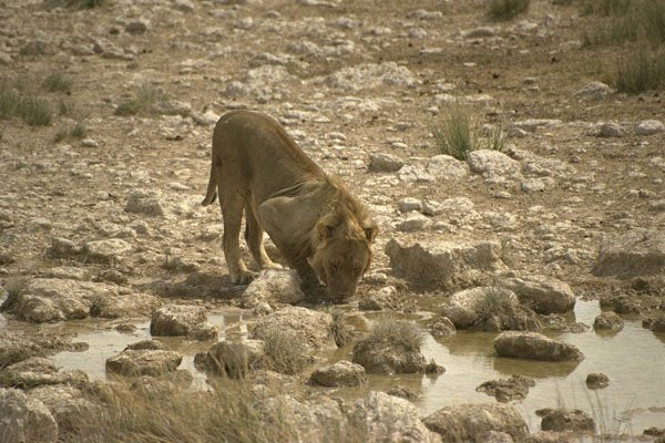 408072 Lion Drinking A4 Photo Print