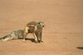 408073 Rodent A4 Photo Print