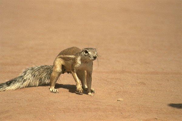 408073 Rodent A4 Photo Print