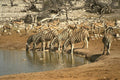 408074 Zebras Drinking A4 Photo Print