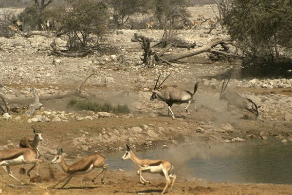 408075 Oryx Antelope Flee A4 Photo Print