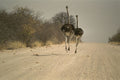 408076 Ostriches Running A4 Photo Print