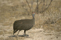 408077 Wild Chicken A4 Photo Print