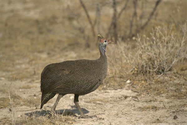 408077 Wild Chicken A4 Photo Print