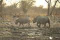 408078 Two Rhinos A4 Photo Print