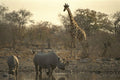 408079 Mother Rhino And Young Rhino At A Watering Place A4 Photo Print