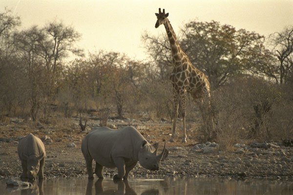 408079 Mother Rhino And Young Rhino At A Watering Place A4 Photo Print