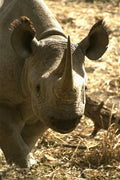 408080 Rhino's Head A4 Photo Print