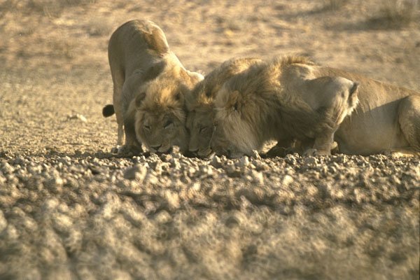 408081 Three Thirsty Lions A4 Photo Print