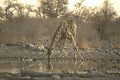408082 Thirsty Giraffe A4 Photo Print