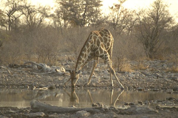 408082 Thirsty Giraffe A4 Photo Print
