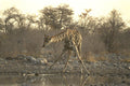 408083 Drivel Giraffe A4 Photo Print