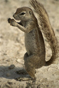 408084 Rodent Eating A4 Photo Print