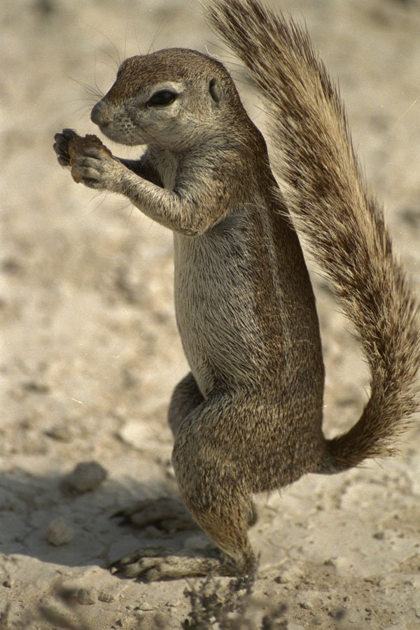 408084 Rodent Eating A4 Photo Print
