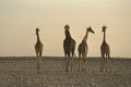 408085 Four Giraffes Walking Through The Desert A4 Photo Print