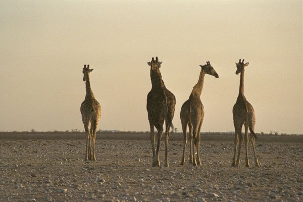 408085 Four Giraffes Walking Through The Desert A4 Photo Print