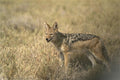 408086 Jackal Hunting A4 Photo Print