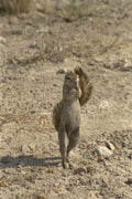408089 Dancing Rodent A4 Photo Print