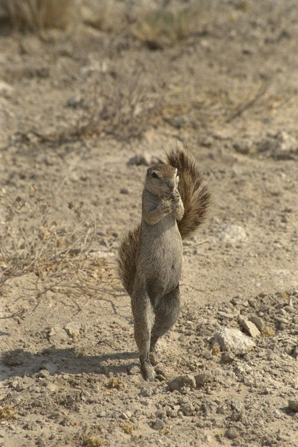 408089 Dancing Rodent A4 Photo Print