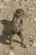 408090 Rodent A4 Photo Print