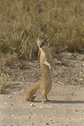 408091 Manguste Standing A4 Photo Print