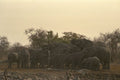 408092 Thirsty Elephant Group A4 Photo Print