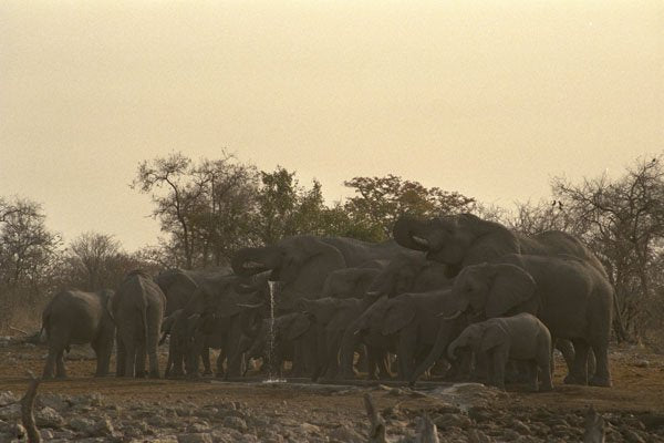 408092 Thirsty Elephant Group A4 Photo Print