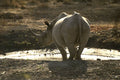 408093 Rhino, Back View A4 Photo Print