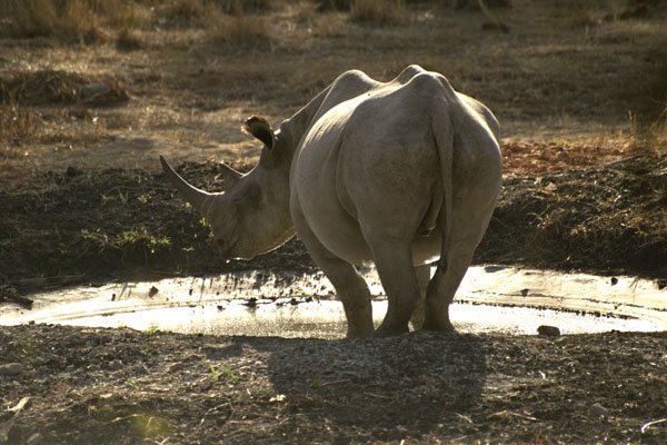 408093 Rhino, Back View A4 Photo Print