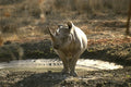 408094 Rhino, Front View A4 Photo Print