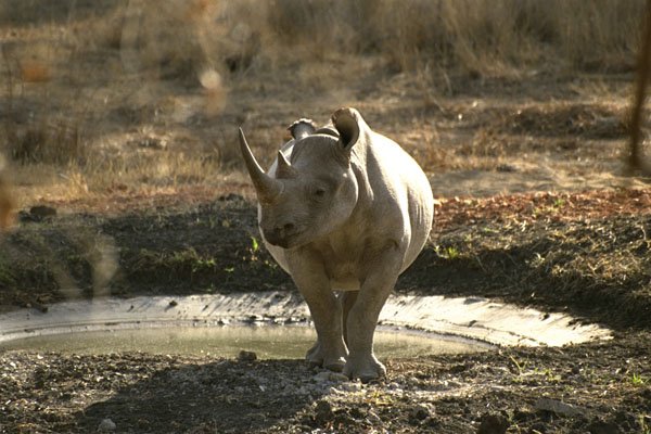 408094 Rhino, Front View A4 Photo Print