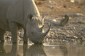 408096 Rhino Drinking At A Watering Place A4 Photo Print