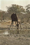 408097 Reflected Image Of A Drinking Giraffe A4 Photo Print