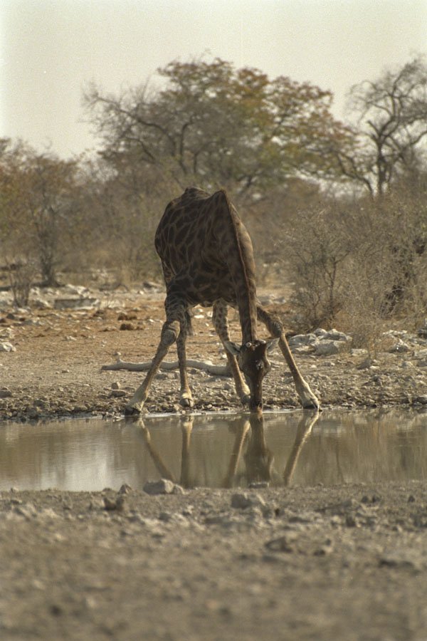 408097 Reflected Image Of A Drinking Giraffe A4 Photo Print