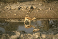 408098 Reflected Image Of An Antelope Standing In The Water A4 Photo Print