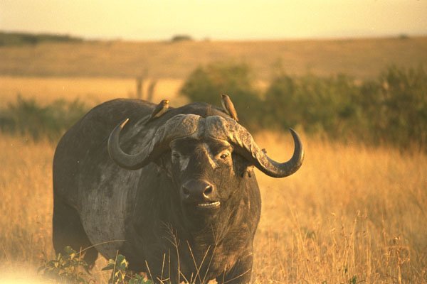 408099 Buffalo With Two Birds In The Morning Sun A4 Photo Print