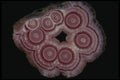 409008 Rhodochrosite Stalactite A4 Photo Print