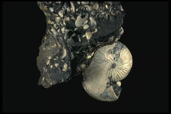 409017 Ammonite Fossil Shell In Matrix A4 Photo Print