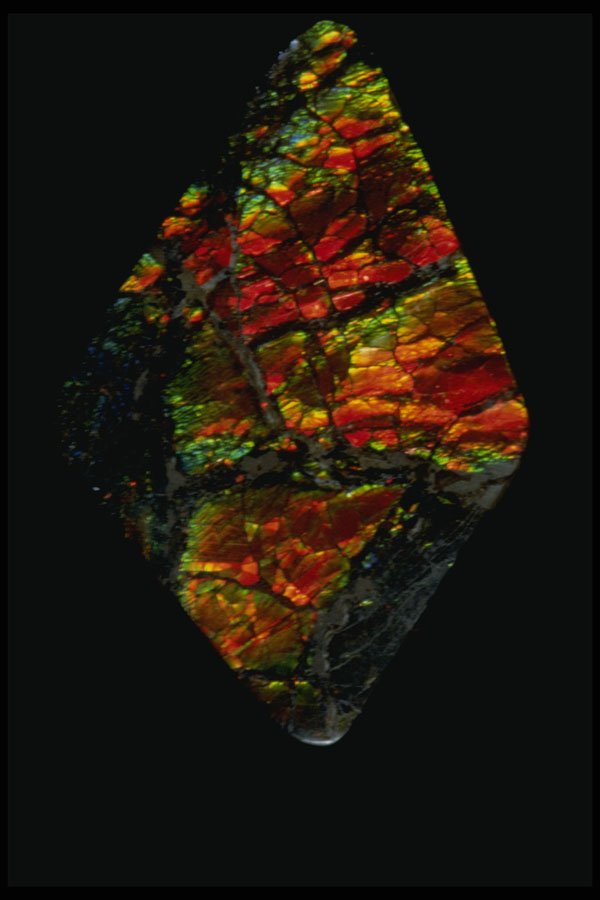 409018 Ammolite Cabochon, Alberta, Canada A4 Photo Print