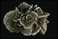 409020 Desert Rose (gypsum), Saskatchewan A4 Photo Print