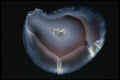 409036 Botswana Agate, Africa A4 Photo Print